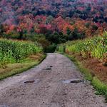 Cornfields and Color 3