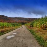 Cornfields and Color 4