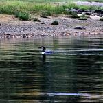 Loon at Rangely Lakes