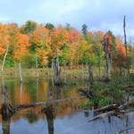 Vermont Swamp