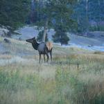 Elk in geyser