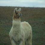 llama