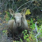 Moose Calf