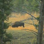 Bison at Tower Fall