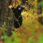 Black Bear 1