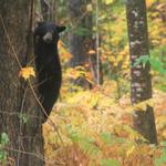 Black Bear 2