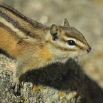 Chipmunk 2