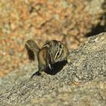 Chipmunk 3