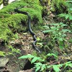 Black Rat Snake 1