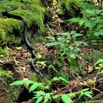 Black Rat Snake 2