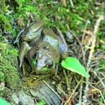 Frog at Manido Falls