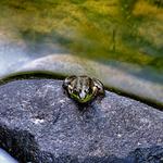 Frog at Quartzite Falls