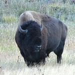 Bison 2