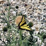 Butterfly at Manitou Island 1