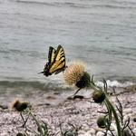 Butterfly at Manitou Island 