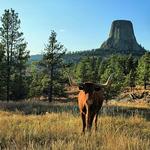 Longhorn Steer at Devil's Tower Wyoming 1