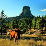 Longhorn Steer at Devil's Tower Wyoming 2