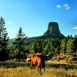 Longhorn Steer at Devil's Tower Wyoming cropped. By far the most dangerous enounter I've ever had! This was one angry beast!