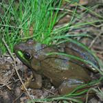 Frog at Manido Falls 2