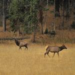 Elk Bull and Cow