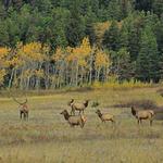 Elk Herd