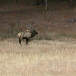 Elk at Yellowstone 1