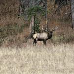 Elk at Yellowstone 2