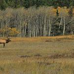 Elk at St Marys