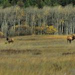 Elk at St Marys