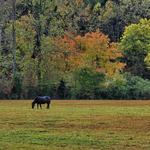 Tennessee Horse