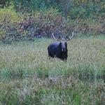 Bull Moose 1