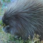 Porcupine