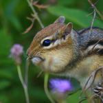 Chipmunk In Seney