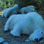 Mountain Goats 3