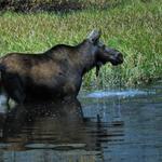 Moose Cow in Glacier National Park Montana 1