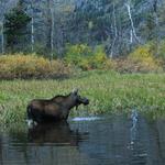 Moose Cow in Glacier National Park Montana 2