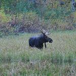 Bull Moose 2