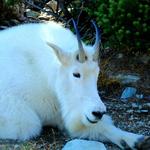 MT Goat Closeup