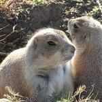 Prairie Dogs 1