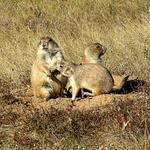 Prairie Dogs 2