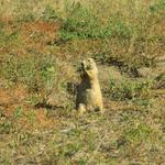 Prairie Dogs 3