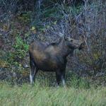 Moose Snacking