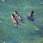 River Otters in Glacier National Park