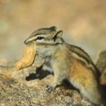 Chipmunk with Peanut