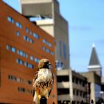 Hawk at the Lansing City Market