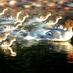 Mergansers in Copper Harbor