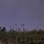 Cranes at Sunrise 2