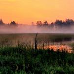 Swamp at Sunrise