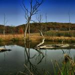 Swamp in Erie Canal