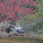 Old Truck in Fall Colors